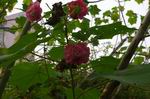 调整大小 木芙蓉