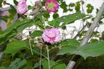 调整大小 木芙蓉1