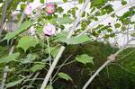 调整大小 木芙蓉2