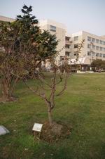 调整大小 垂丝海棠