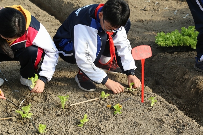 我校組織初二年級學生參與生菜種植勞動實踐活動