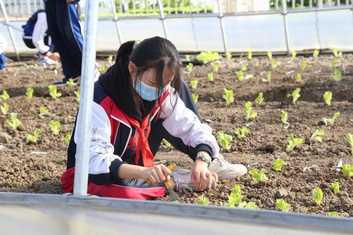 我校组织初二年级学生参与生菜种植劳动实践活动