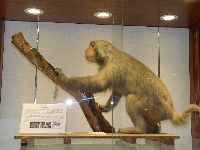 三楼